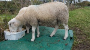 Reducing Sheep Lameness in the UK